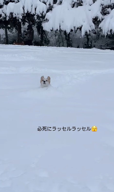 雪に埋もれるポムちゃん2