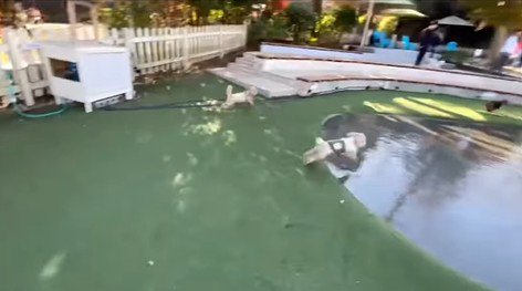 茶々丸くんのハプニング4