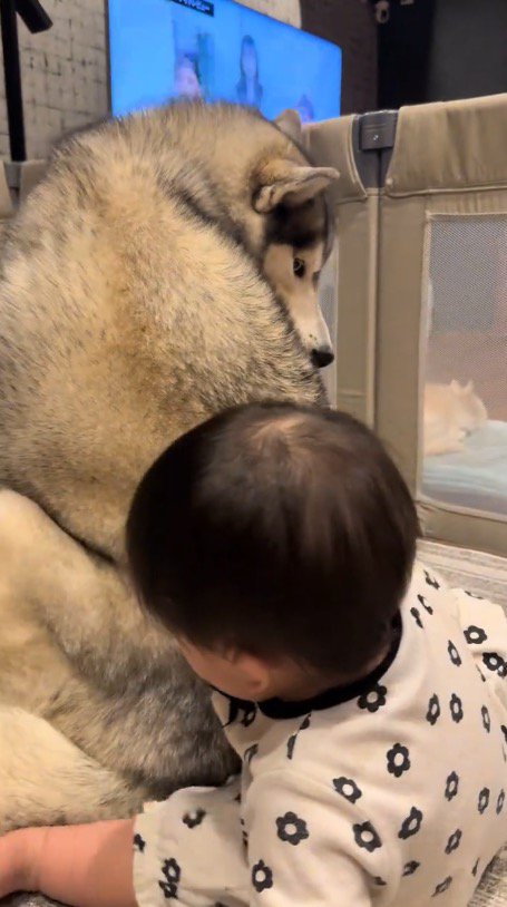 犬のそばで寝転がる赤ちゃんと赤ちゃんを見つめる犬