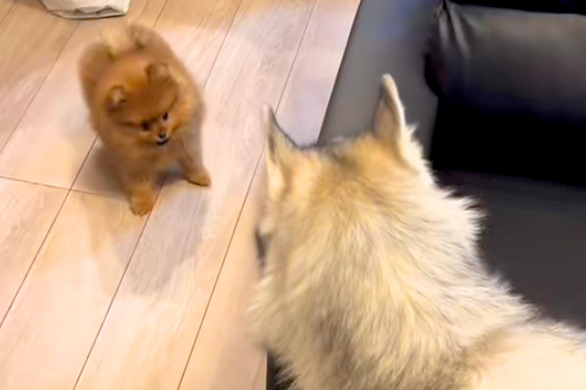 小さな犬がソファの横から出てきたら、ハスキー犬が…とんでもなく尊い『子どものような遊び方』が1225万再生「可愛すぎ」「体格差がww」