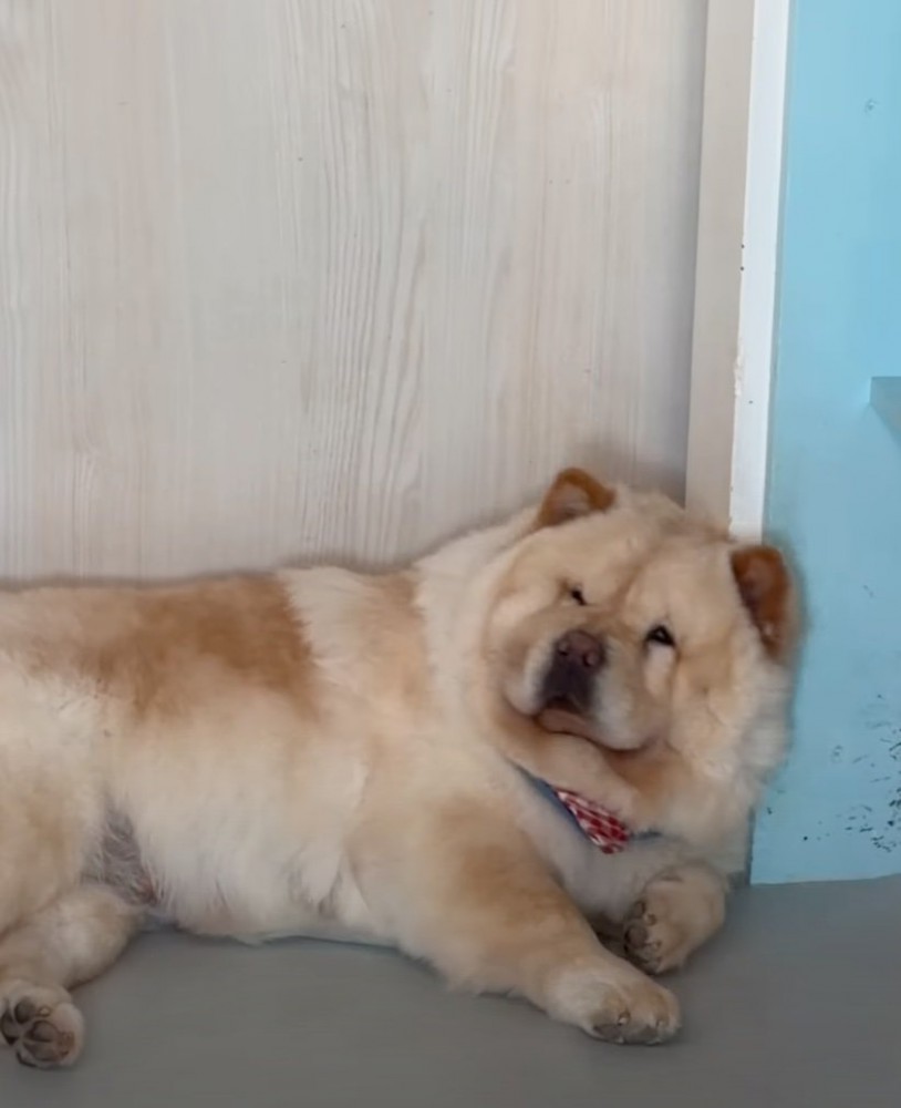 寝起きの犬
