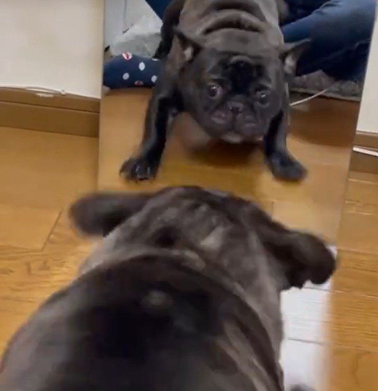 鏡で自分の姿を見た秀吉くん2