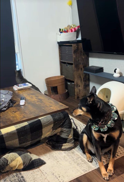 静かに見守るワンコ