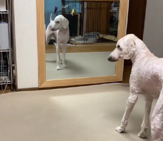 「新しいわんこかしら？」