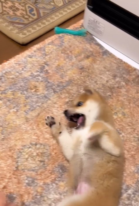 暴れる赤ちゃん犬