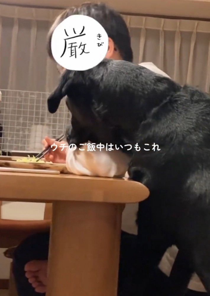 家族が食べている食事を見つめる犬