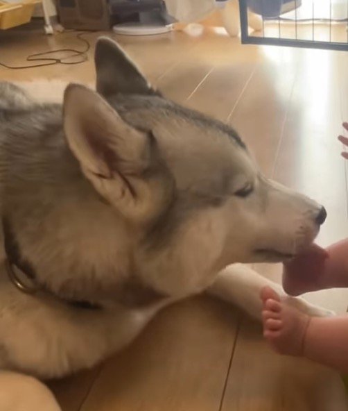 赤ちゃんの足の裏を舐める犬