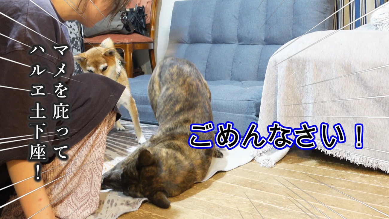 土下座して代わりに謝罪！