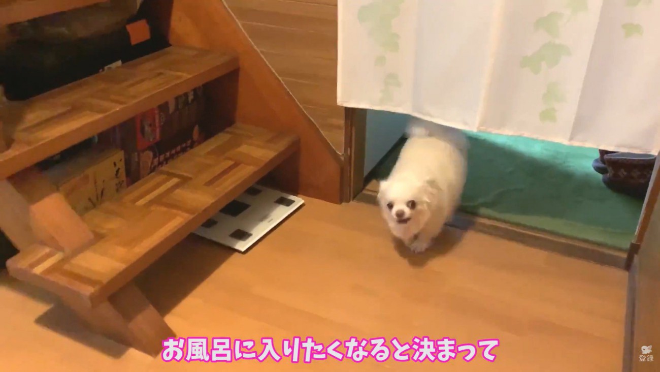 コハクくんが登場
