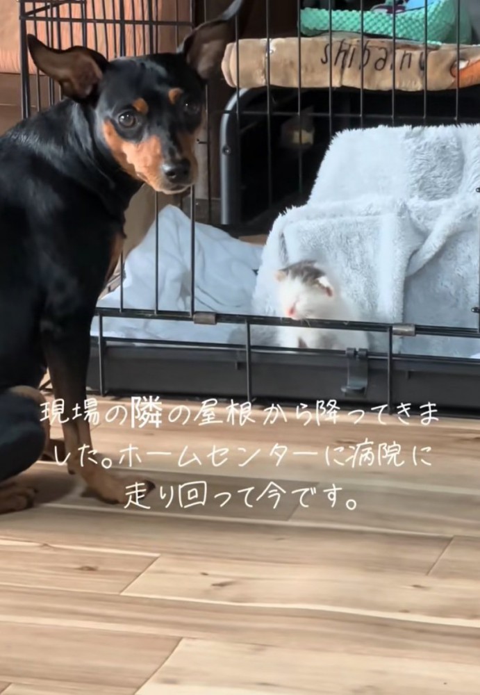 保護された子猫