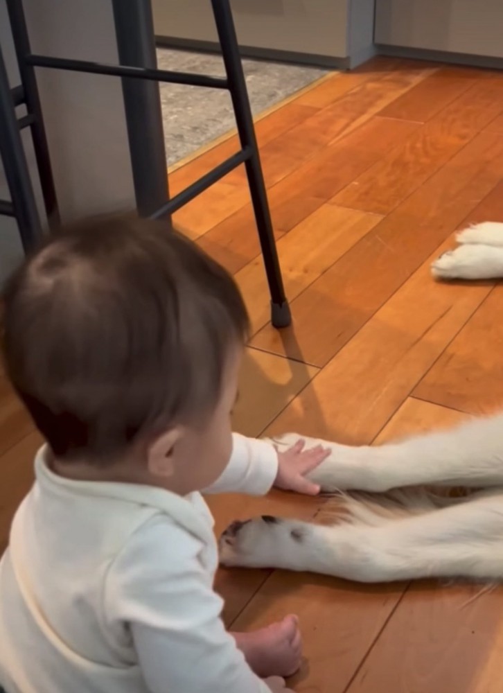 犬の足を触る赤ちゃん
