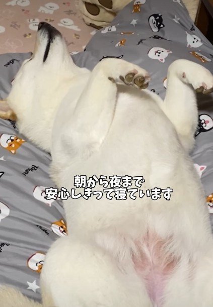 豆柴が落ちている…！？