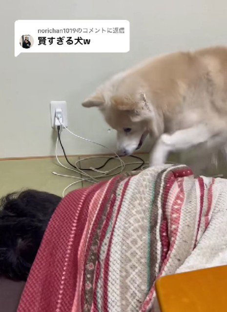 目覚ましとしても活躍