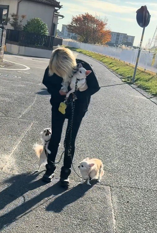 チワワ3匹とお散歩8