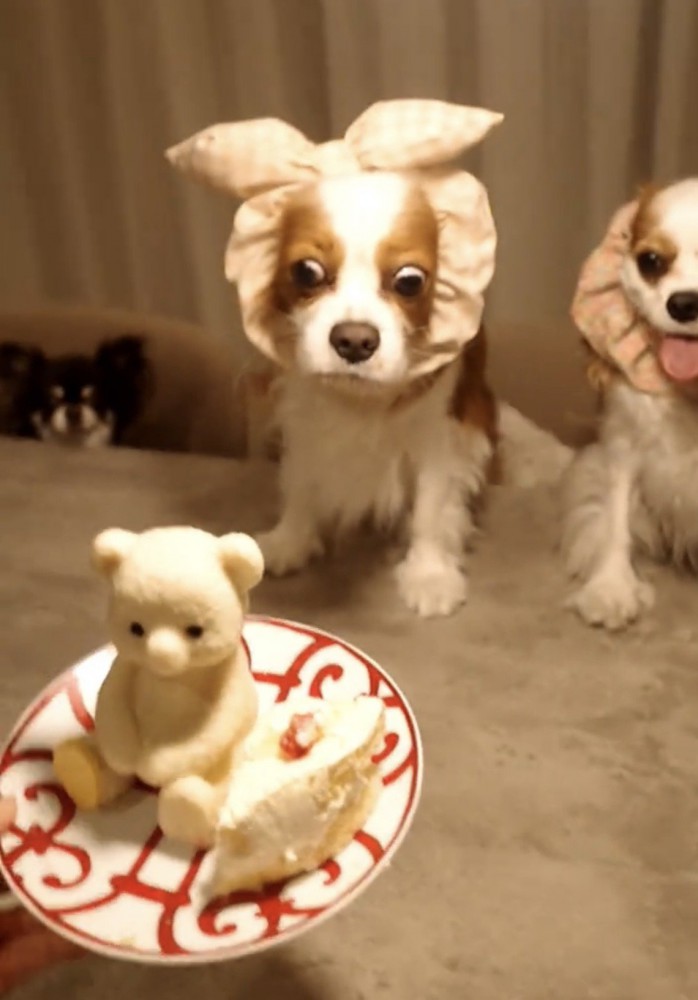 ケーキを凝視する犬たち