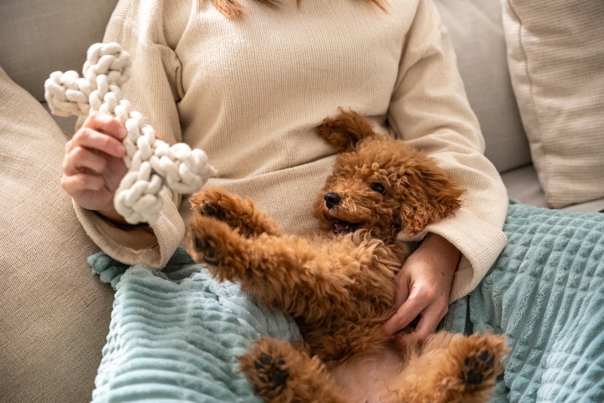 犬からの『信頼度』を測る方法5選 主なチェック項目や飼い主を頼りにしていないワンコがみせる行動まで