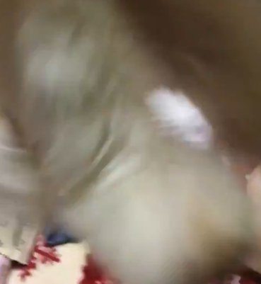 華麗