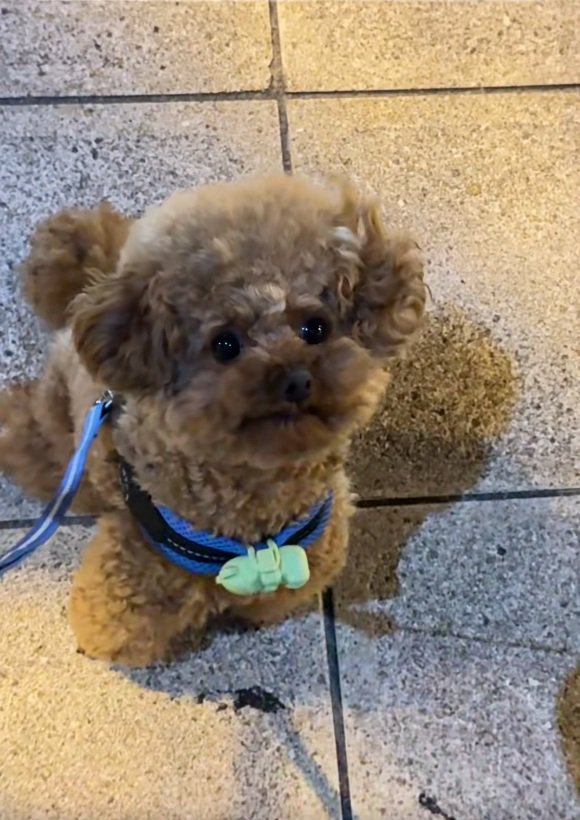 飼い主さんを見るうーろんくん