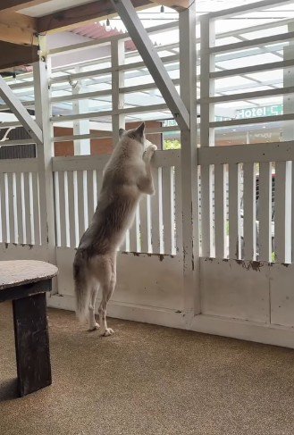 いるだけで防犯になりそう…！！