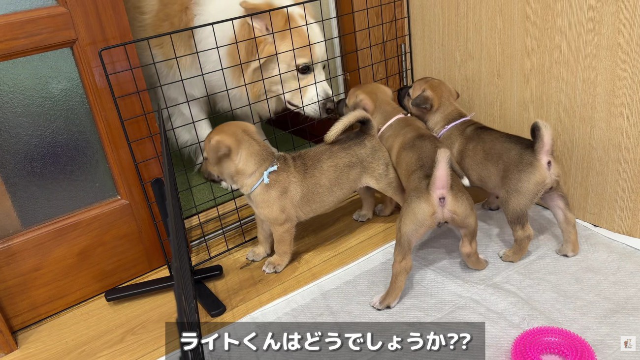 ライトちゃんは犬界の強面さん？