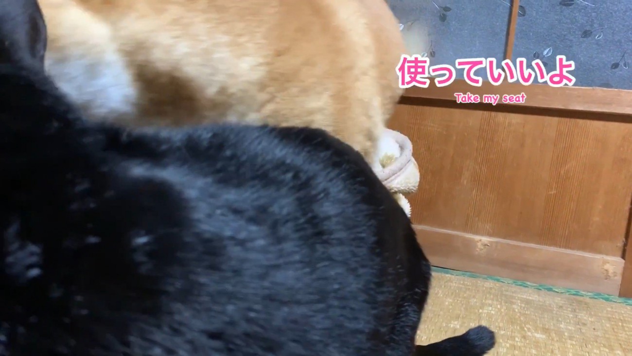 ハウスを譲ってくれました♪