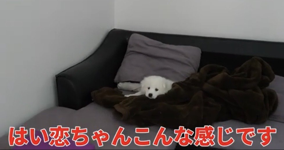 毛布から顔を出す子犬