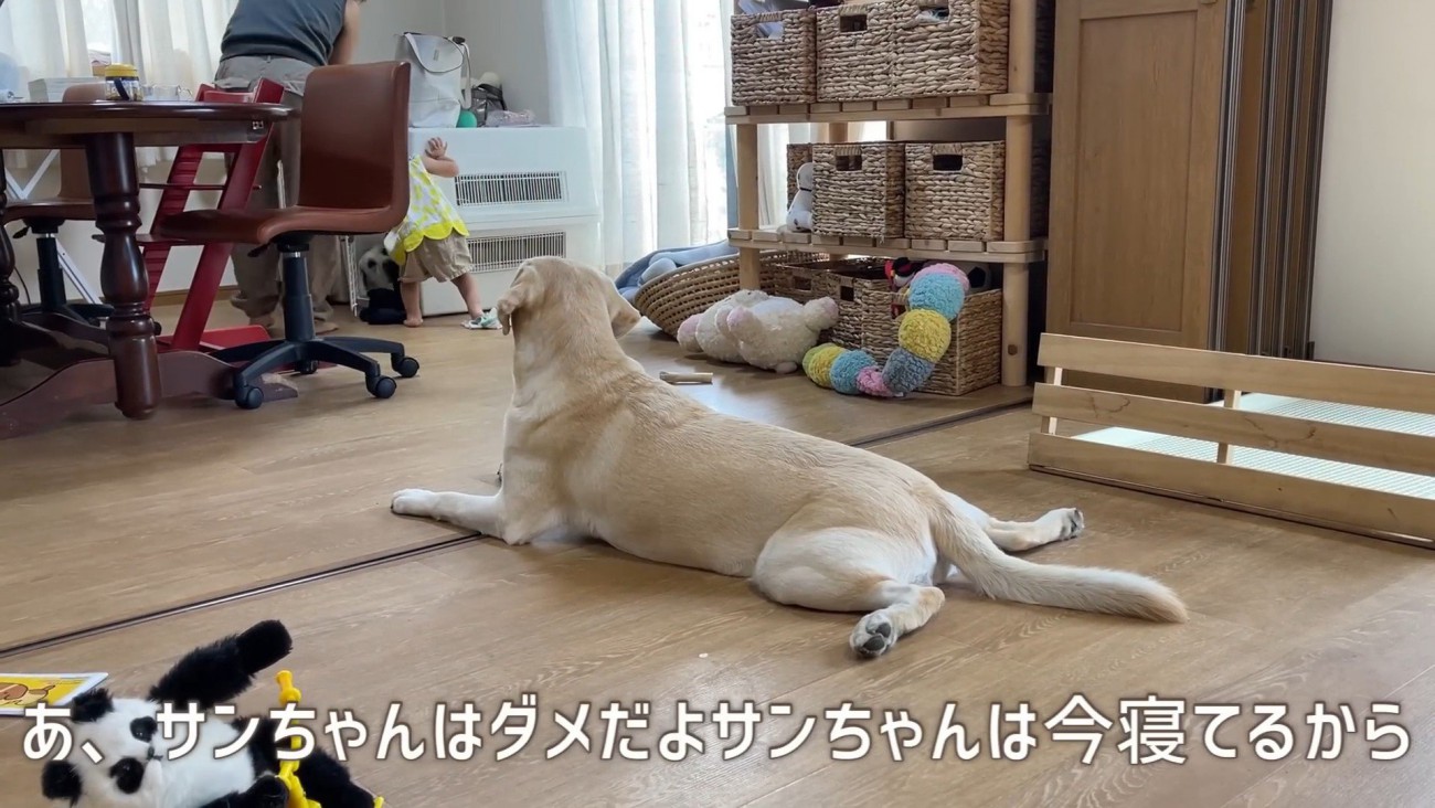 サンちゃんはお昼寝中