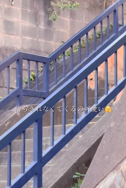 階段を降りてくるメルくん