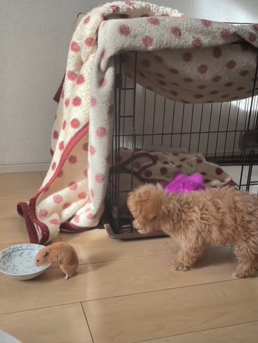 水を飲むハムスターと首を伸ばす犬1
