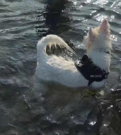 「川の水って冷たい」