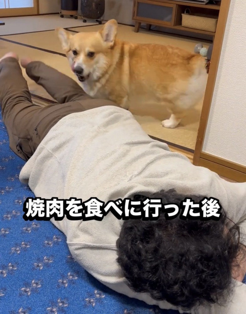 人のそばに立つ犬