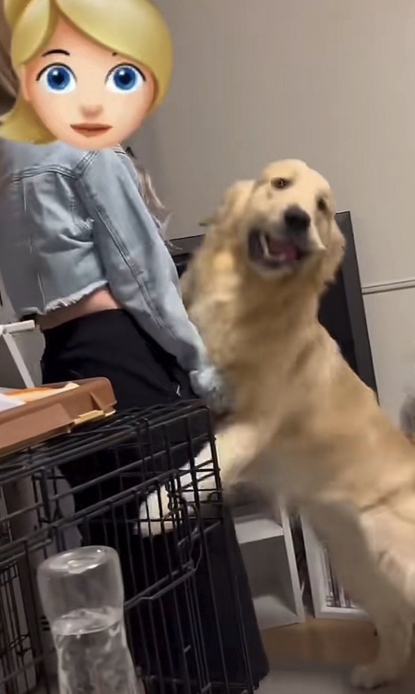 嬉しそうな顔の犬