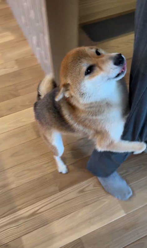 大好きなおじさんが来た時のはちちゃん6