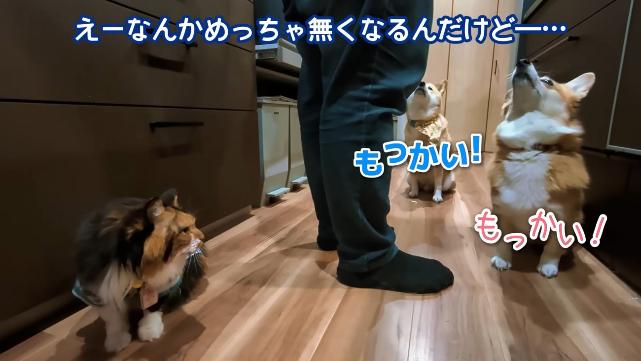 「もう1回！」とアピール