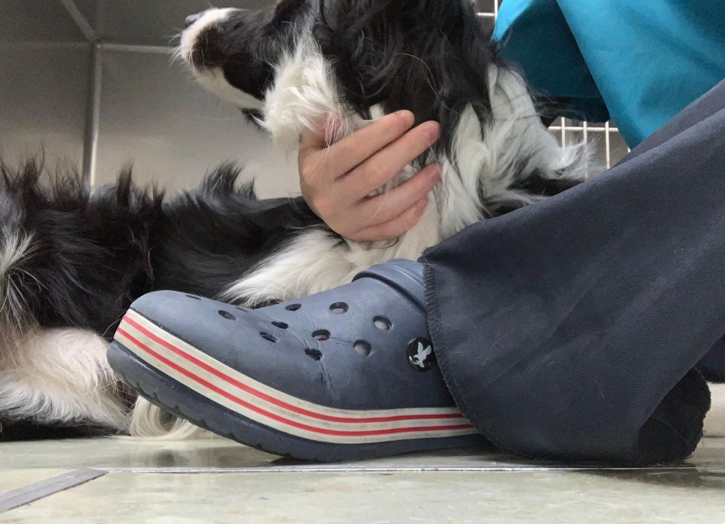 ペットホテルに居候していたワンコ3