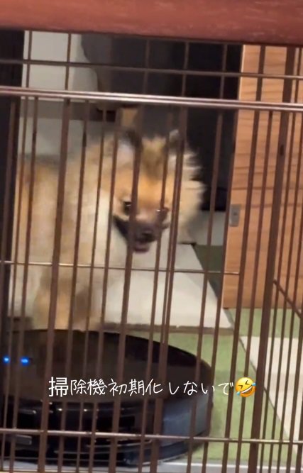 チラ見するナッツちゃん