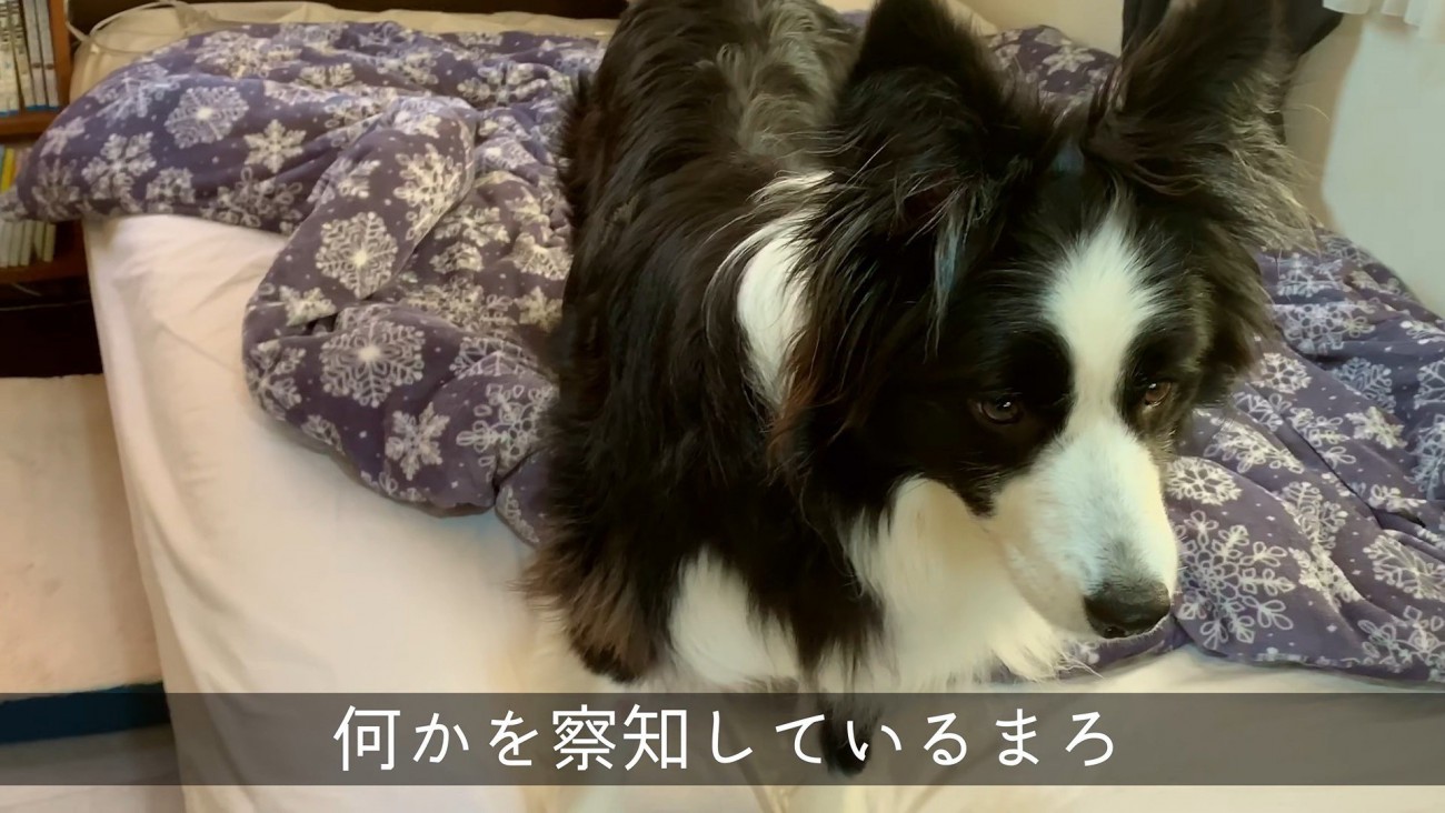 外の音に耳を澄ますまろ君