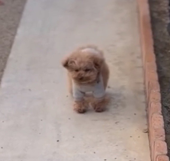 静かに立ち尽くす犬