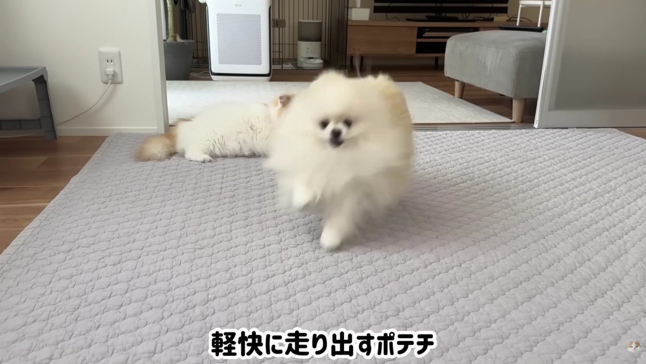 ついつい走ってしまうポテチちゃん
