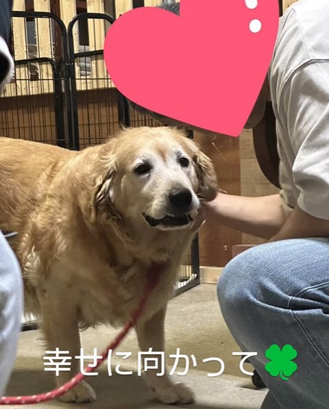 里親と大型犬