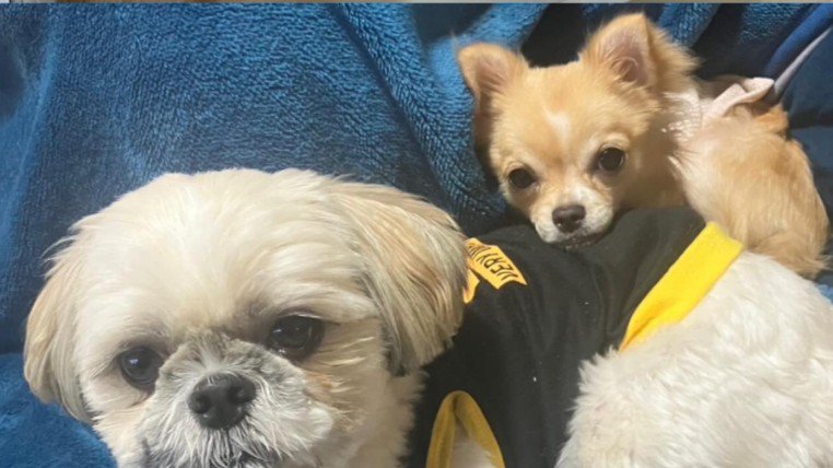 先住犬と意気投合♪