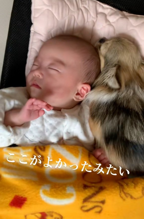 赤ちゃんとくるみちゃん2