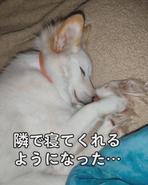 隣で寝てくれるようにもなった