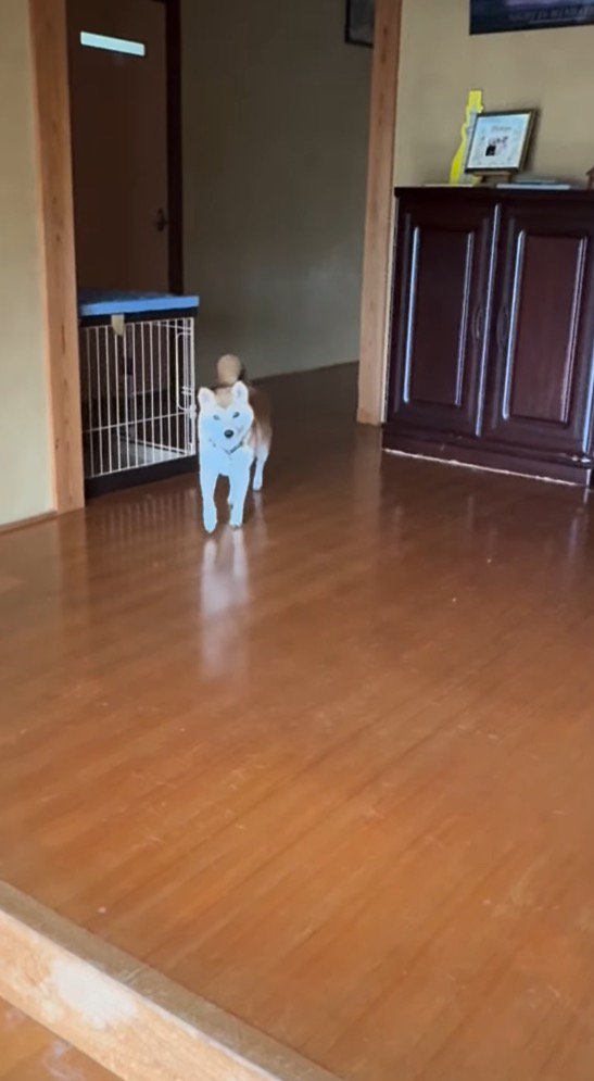 飼い主の顔を見て近づいてくる犬