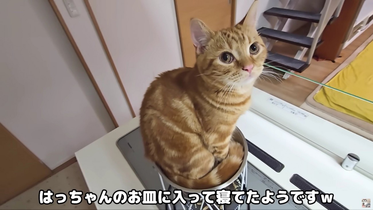 なぜか皿の上にいた…