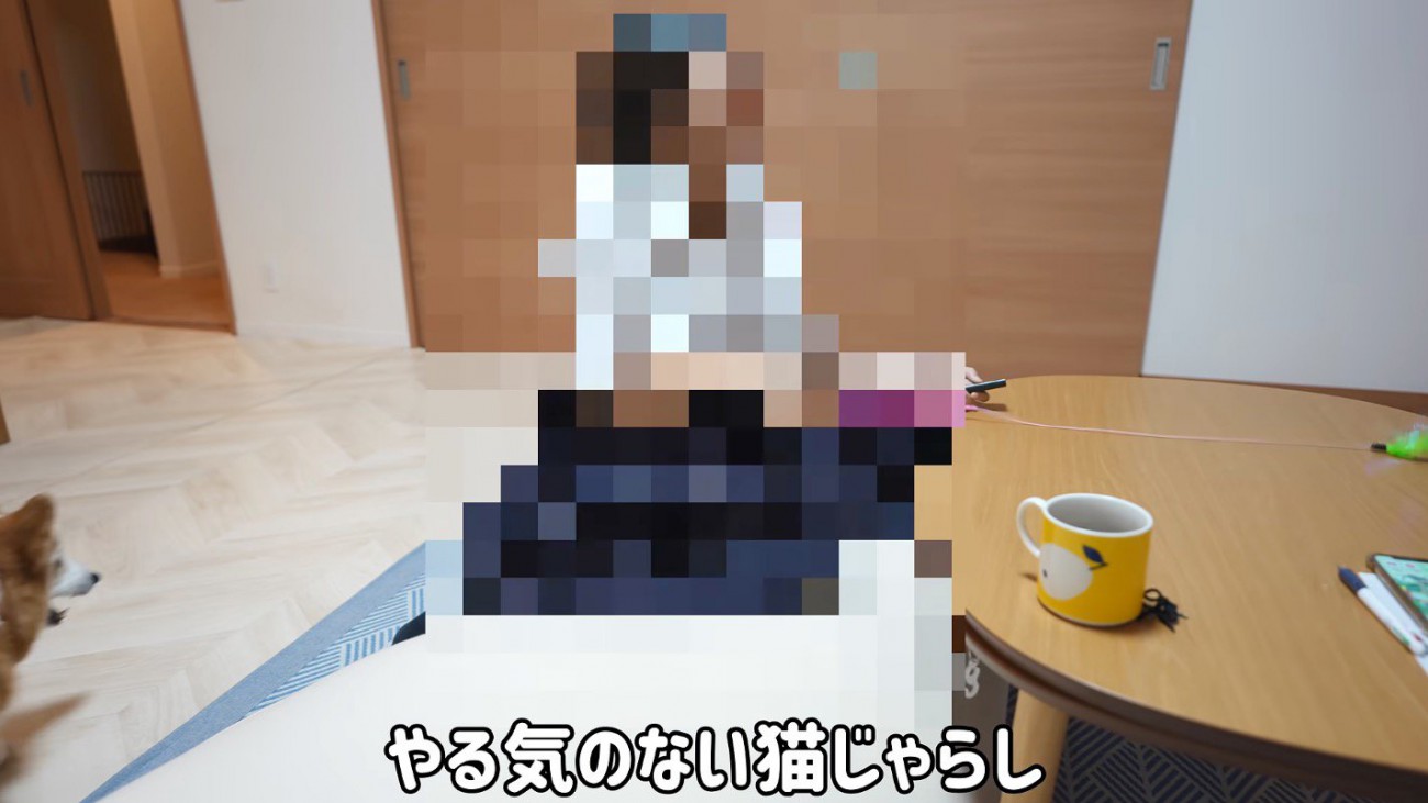 犬と猫の前で猫じゃらしを振る女の子