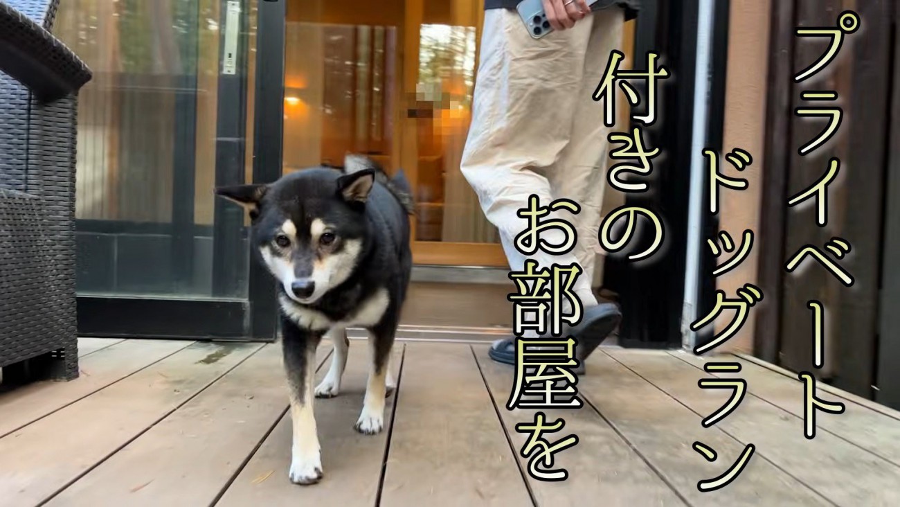 部屋のドッグランで遊んでもらうことに