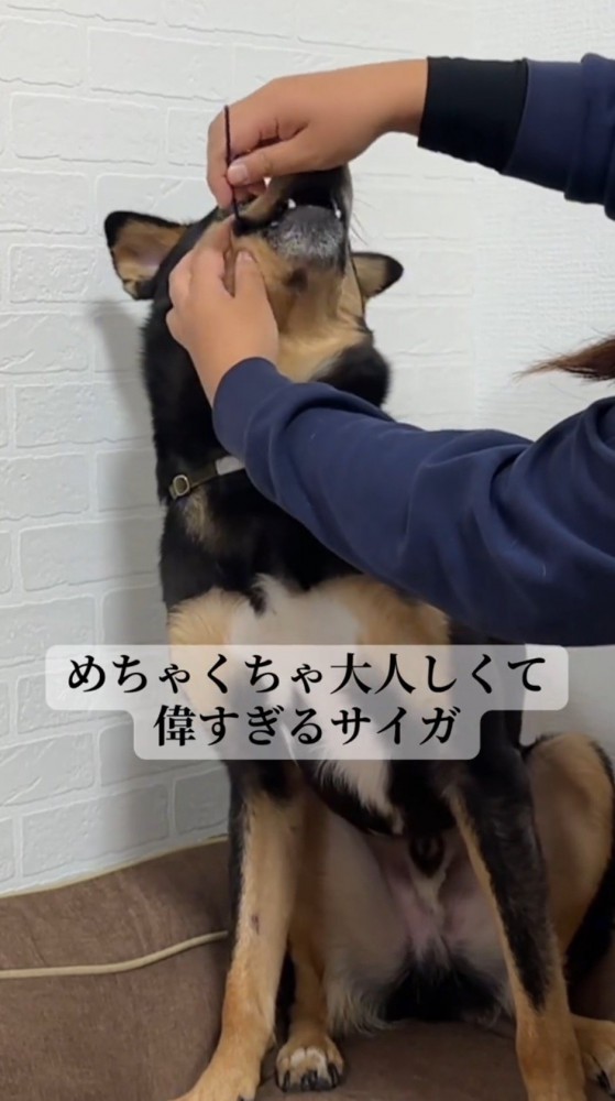 棒状のものを口に入れられて少し口を開く犬
