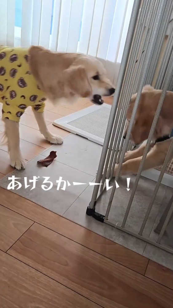 弟犬の方へ身を乗り出す姉犬
