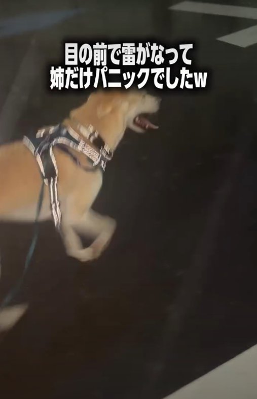 走る犬3